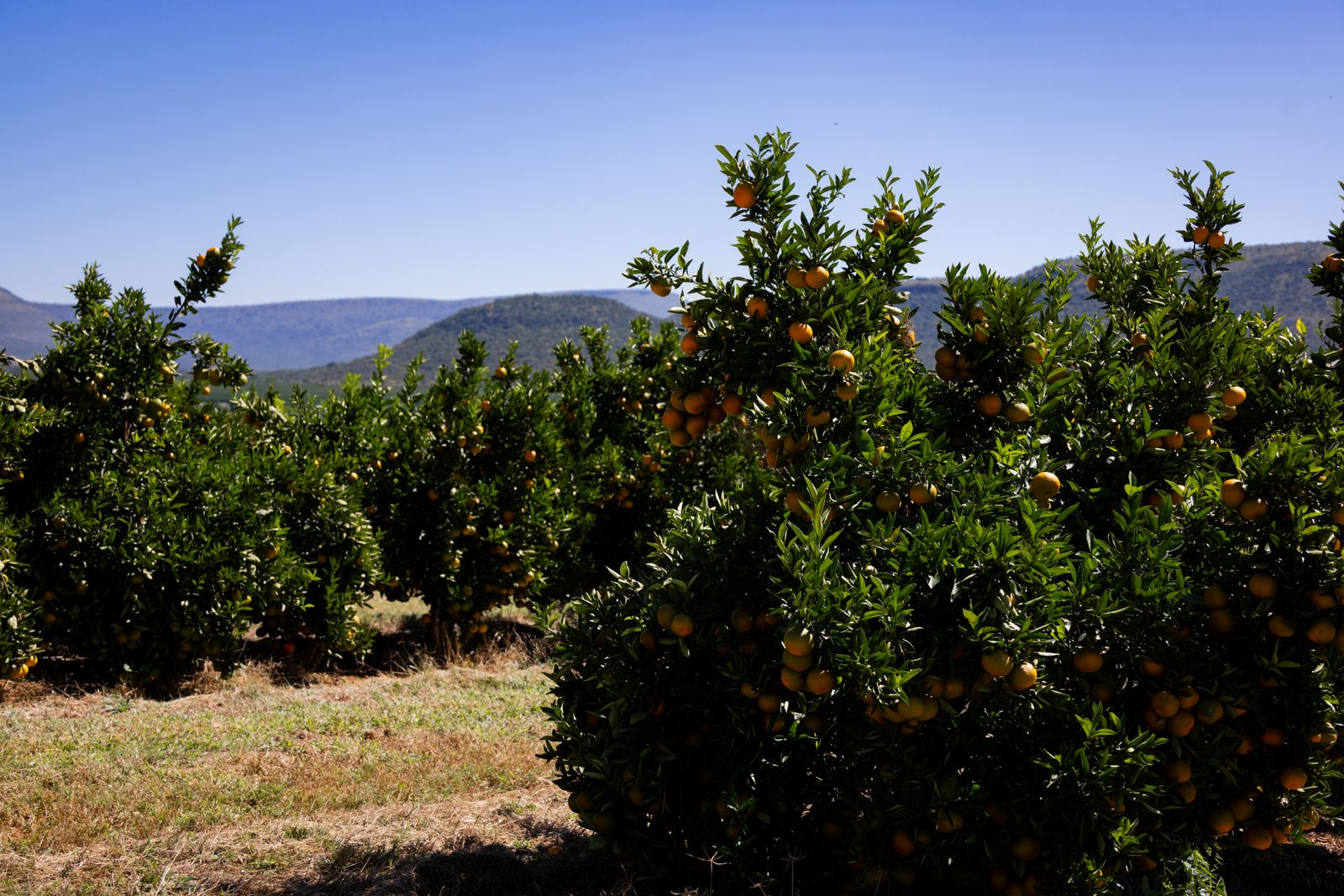 Citrus orchard rows in open country