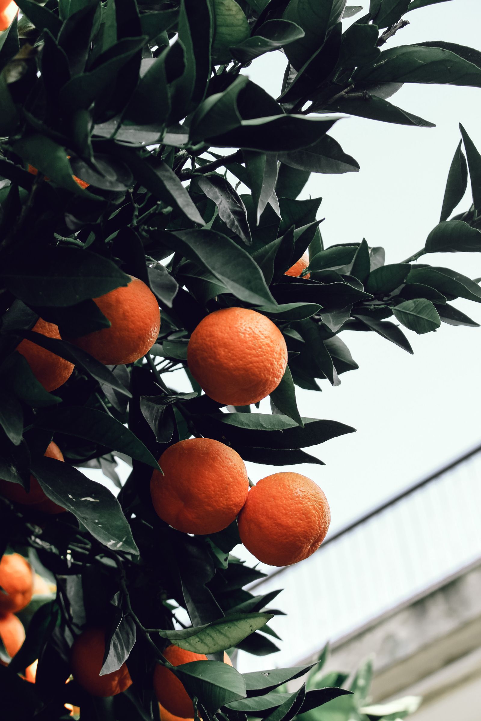 Oranges ripening on the branch