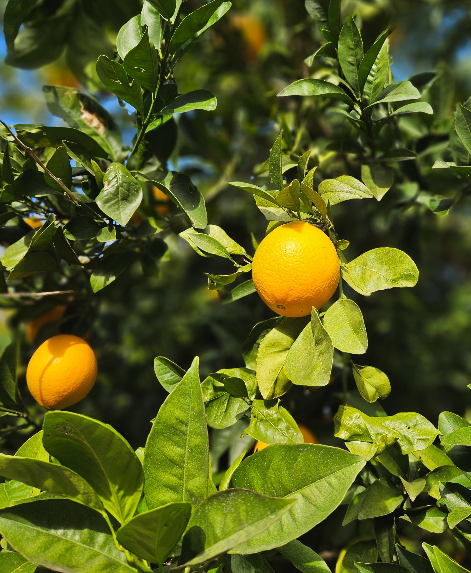 Soft light over citrus leaves