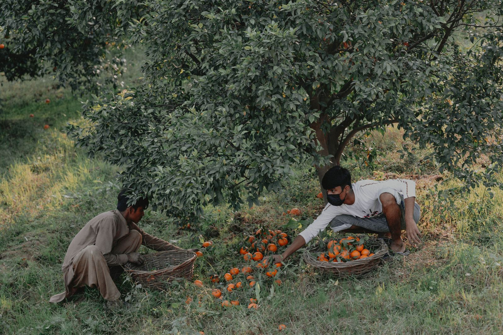 Farm workers harvesting in the grove