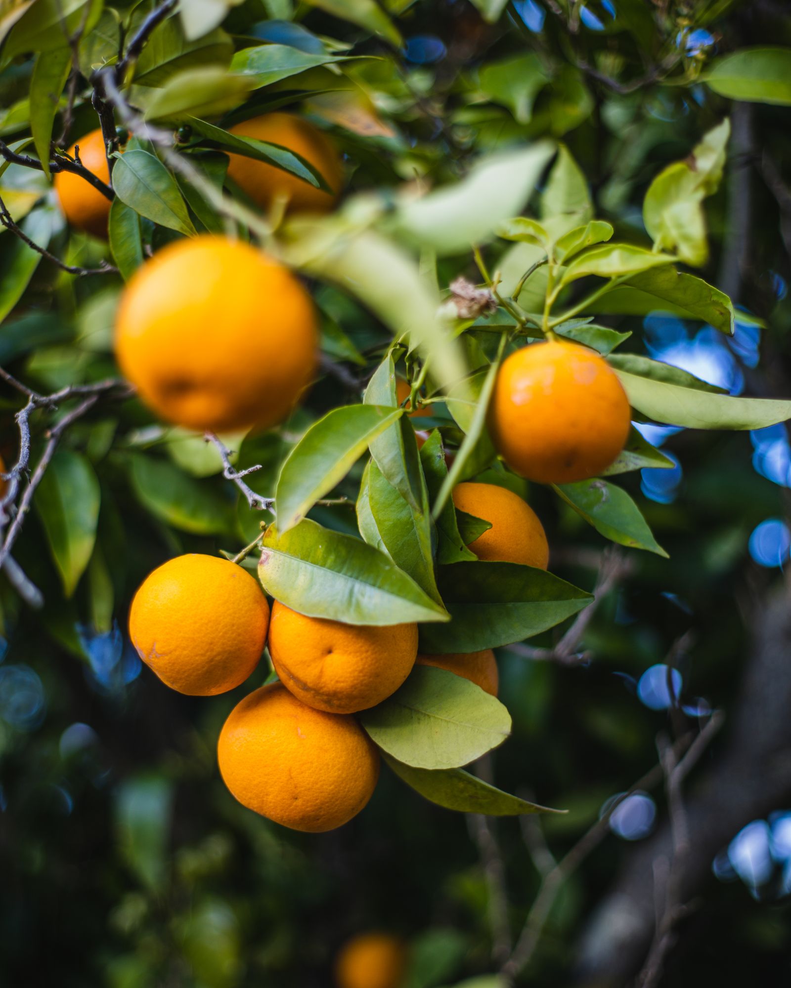 Ripe Kinnow hanging in the grove